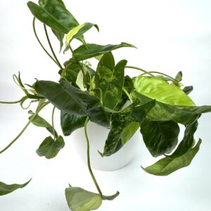 Filodendron Burle Marx Variegata juurdumata pistik