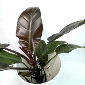 Filodendron Imperial Red juurdunud