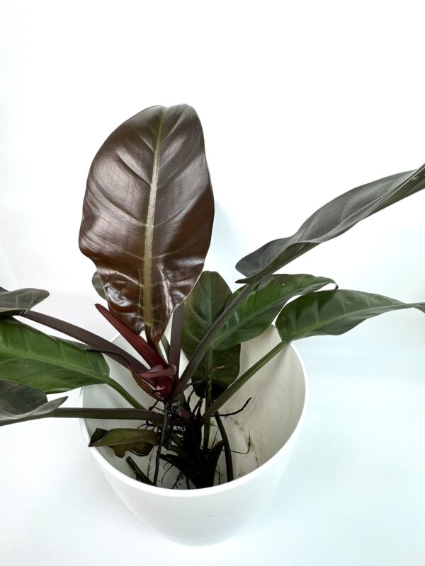 Filodendron Imperial Red juurdunud