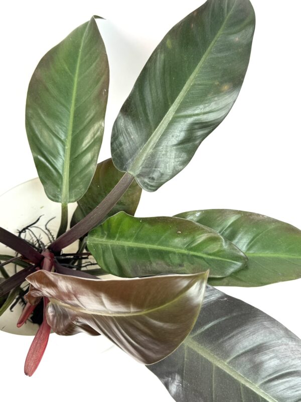 Filodendron Imperial Red juurdunud - Image 2