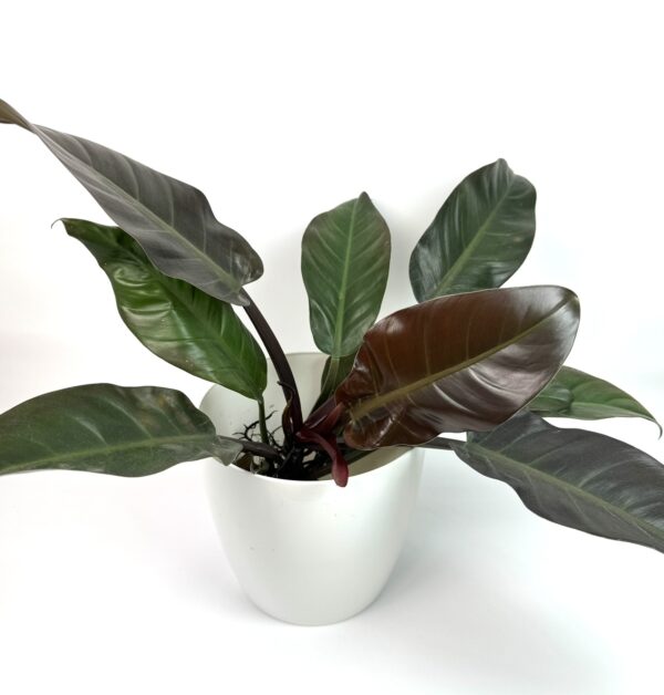 Filodendron Imperial Red juurdunud - Image 3