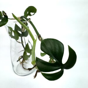 Rhaphidophora Tetrasperma juurdumas pistik