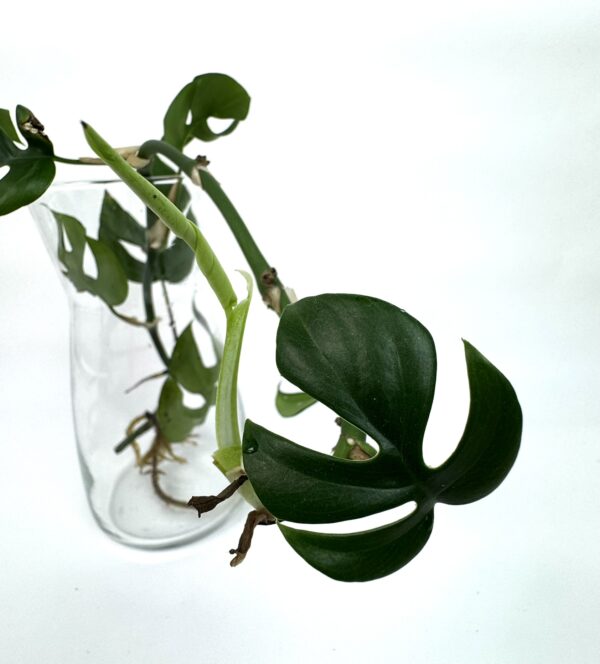 Rhaphidophora Tetrasperma juurdumas pistik