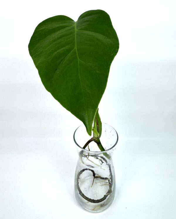 Monstera Deliciosa Sierrana juurdunud - Image 2