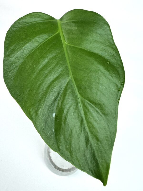Monstera Deliciosa Sierrana juurdunud