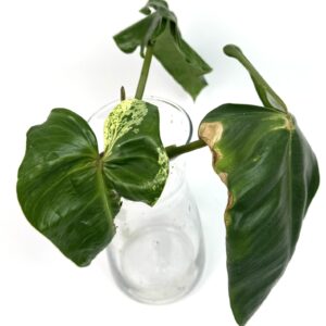 Filodendron Ilsemanii juurdumas top
