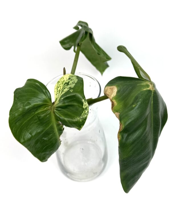 Filodendron Ilsemanii juurdumas top