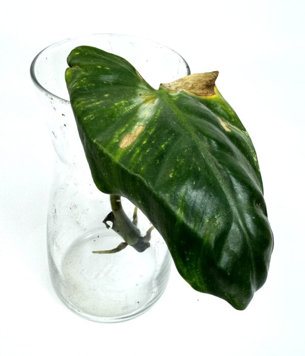 Filodendron Ilsemanii juurdumas pistik
