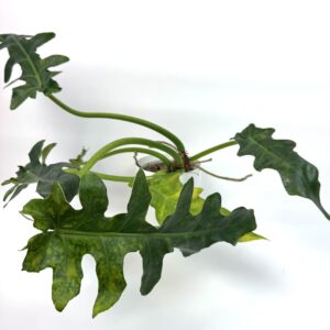 Filodendron Bob Cee Variegata