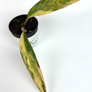 Filodendron Caramel Marble