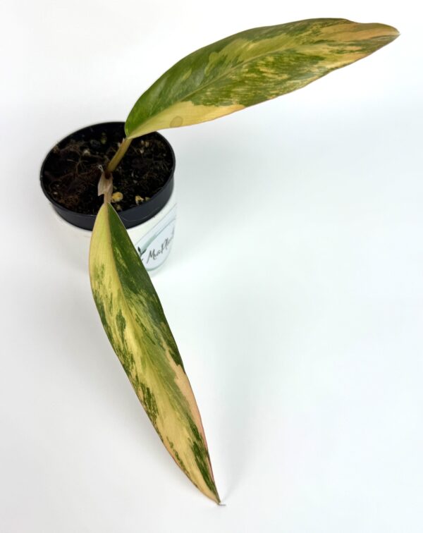 Filodendron Caramel Marble