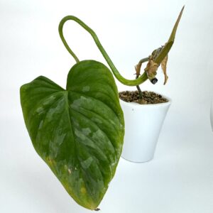 Filodendron Majestic