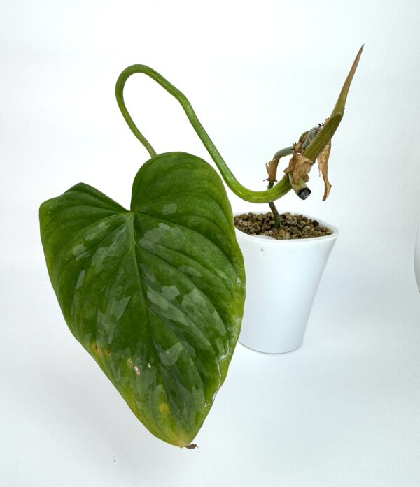 Filodendron Majestic