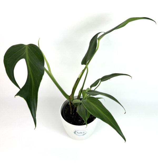 Monstera Burle Marx Flame - Image 2