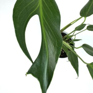 Monstera Burle Marx Flame