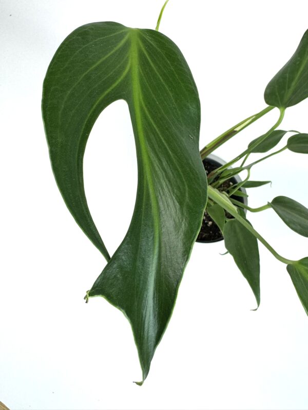 Monstera Burle Marx Flame