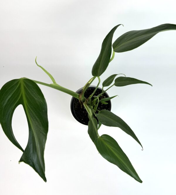 Monstera Burle Marx Flame - Image 3
