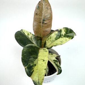 Ficus elastica Shivereana