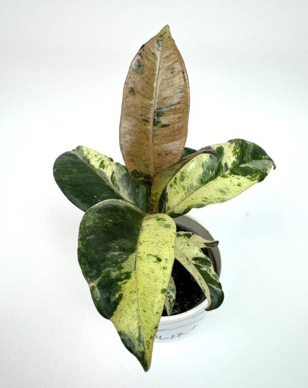 Ficus elastica Shivereana