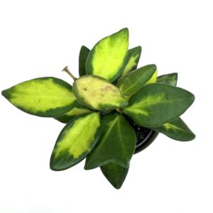 Vahalill Burtoniae Variegata