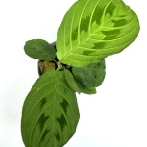 Maranta Leuconeura Lemon Lime