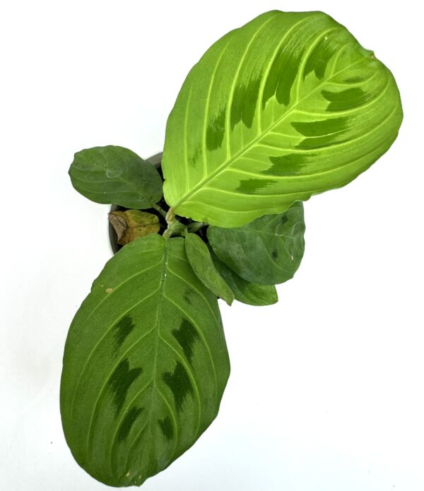 Maranta Leuconeura Lemon Lime
