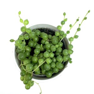Senecio Rowleyanus