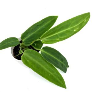 Antuurium Warocqueanum