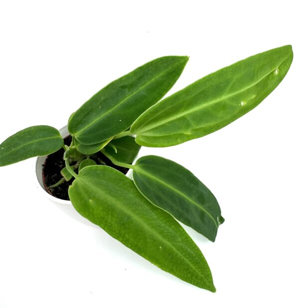 Antuurium Warocqueanum