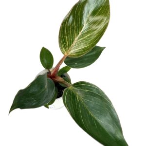 Filodendron Pink Bikini