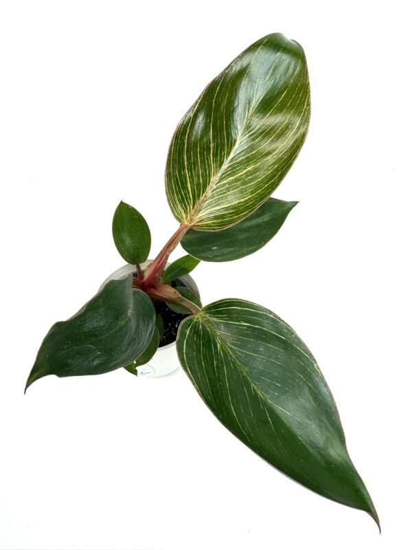 Filodendron Pink Bikini