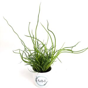 Juncus Effusus Spiralis