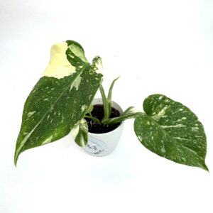 Monstera Thai Constellation