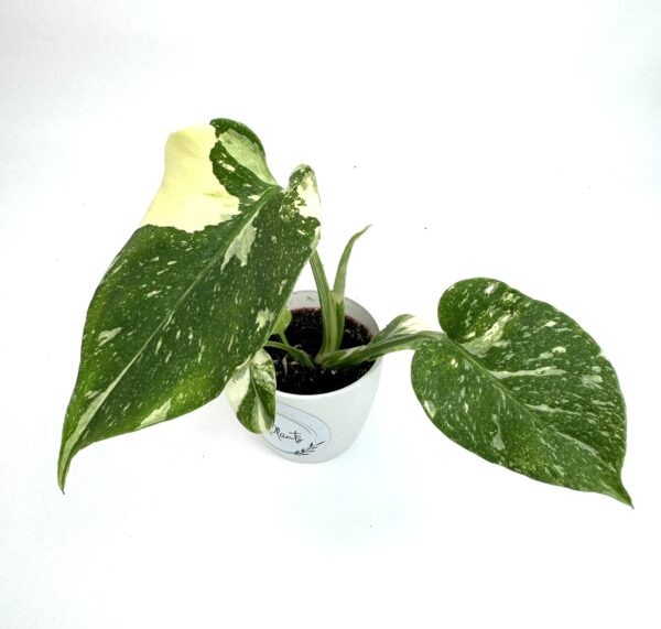 Monstera Thai Constellation