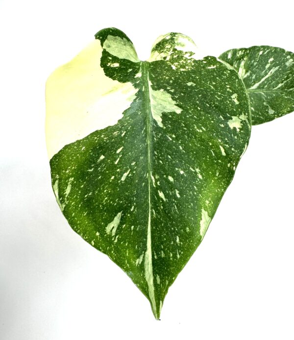Monstera Thai Constellation - Image 2