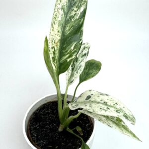 Rhaphidophora Puberula Variegata