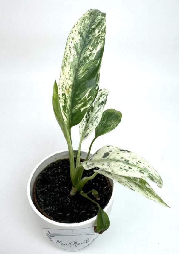 Rhaphidophora Puberula Variegata