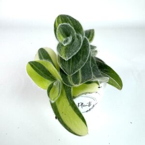 Tradescantia Sillamontana Variegata