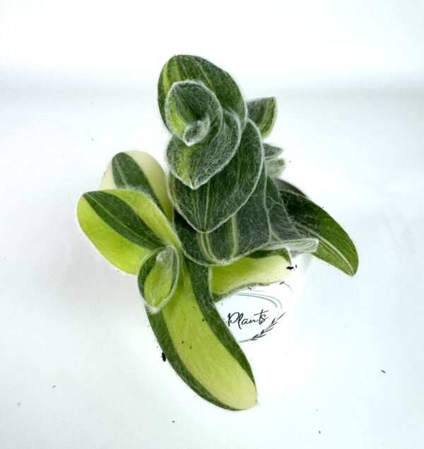Tradescantia Sillamontana Variegata