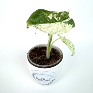 Alokaasia Macrorrhizos Camouflage