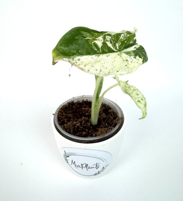 Alokaasia Macrorrhizos Camouflage