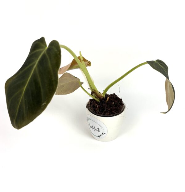 Filodendron Glorious - Image 2