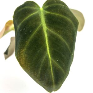 Filodendron Glorious
