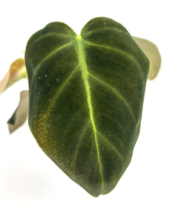 Filodendron Glorious