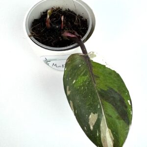 Filodendron Red Andresson