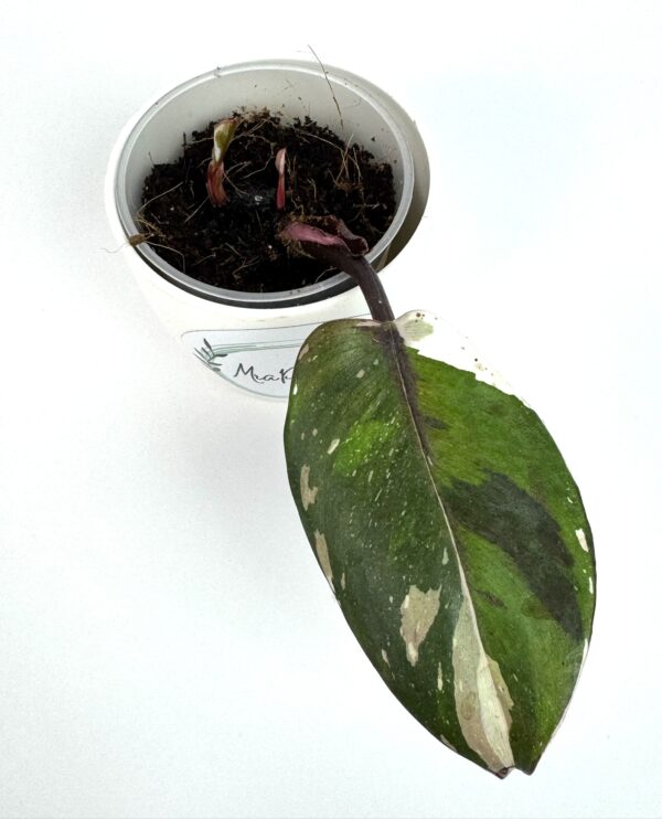 Filodendron Red Andresson