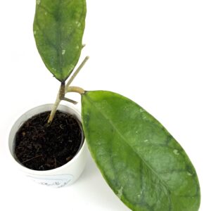 Vahalill Juannguoana