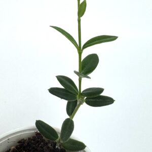 Vahalill Engleriana