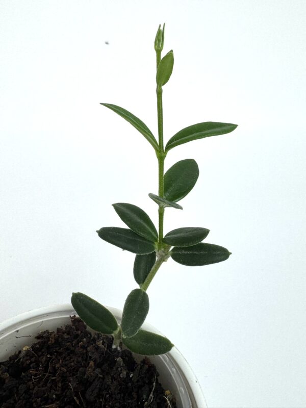 Vahalill Engleriana