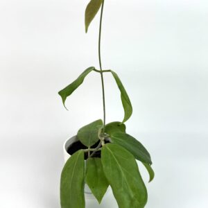Vahalill Cutis Porcelana
